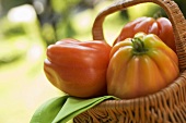 Fresh tomatoes in a basket