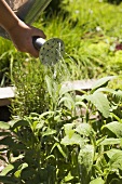 Watering herb bed with watering can
