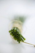 A bunch of fresh chives, from below