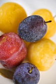 Different types of plums (overhead view)