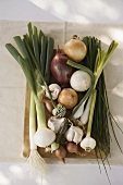 Onions, garlic, chives and garlic chives