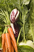 Fresh carrots, radicchio and kohlrabi (detail)
