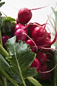 Fresh radishes (detail)