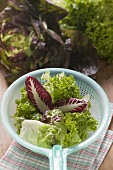 Assorted salad leaves in plastic strainer