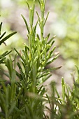 Fresh rosemary in the open air (detail)