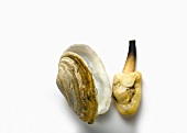 Clam beside shell