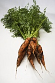 Fresh carrots with soil