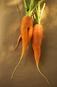 Fresh carrots on brown background