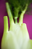 Fresh Florence fennel bulb with leaves (detail)