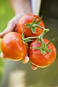 Hand hält frische Strauchtomaten