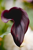 Dark red calla lily