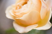 Lachsfarbene Rose (Nahaufnahme)
