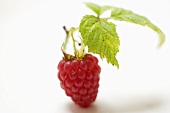 A raspberry with twig and leaves (close-up)