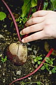 Hand picking beetroot in a vegetable bed