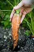 Hand pulling a carrot out of the ground
