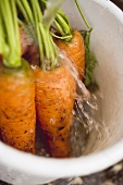 Washing carrots in a bucket