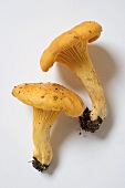 Fresh chanterelles