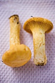 Two chanterelles on white cloth