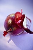Red onion, partly peeled