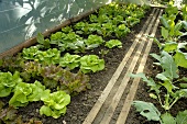 Salatpflanzen und Kohlrabi im Gewächshaus