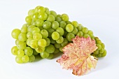 Green grapes, variety Muskateller, with leaf