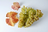 Green grapes, variety Gutedel, with leaves