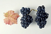 Black grapes, variety Domina, with leaf