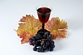 Glass of red wine, black grapes, variety Trollinger, leaves