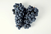 Black grapes, variety Regent