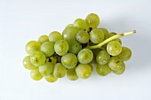 Green grapes, variety Müller-Thurgau
