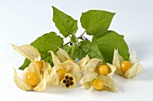 Cape gooseberries with flower and leaves