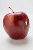 Red apple, variety Stark, with drops of water
