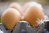 Brown eggs with feathers in an egg box
