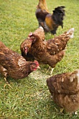 Free-range hens in a field
