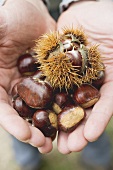 Hands holding sweet chestnuts