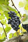 Red grapes on the vine