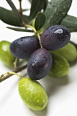 Grüne und schwarze Oliven am Zweig (Close Up)
