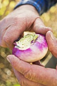 Peeling a turnip