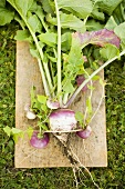 Turnips with roots, leaves and soil