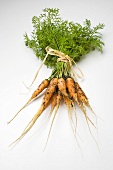 A bunch of young carrots with soil