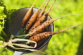 Young carrots in a strainer (out of doors)