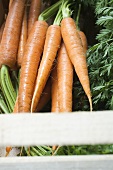 Fresh carrots in crate