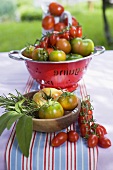 Various types of tomatoes on table out of doors