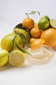 Assorted citrus fruit with citrus squeezer