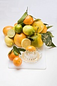 Assorted citrus fruit with citrus squeezer