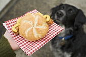 Hand holding sausage (bratwurst) in bread roll, dog in background