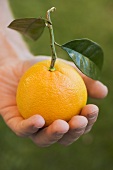 Hand hält eine Orange mit Blättern