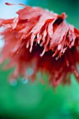 Roter Türkenmohn mit Tautropfen (Papaver orientale)