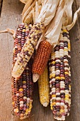 Cobs of corn (Autumn decoration, USA)