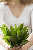 Woman holding fresh ramsons (wild garlic)